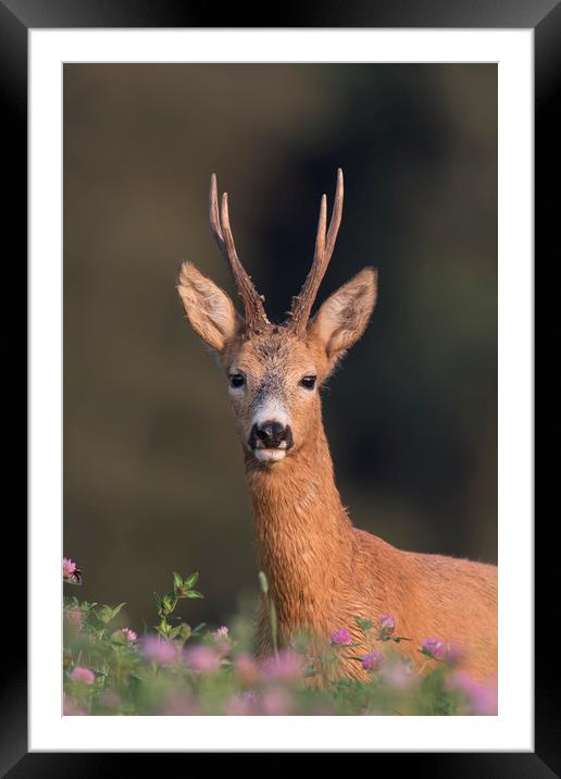 Roe Deer in Clover Field Framed Mounted Print by Arterra 