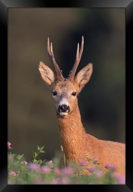 Roe Deer in Clover Field Framed Print by Arterra 