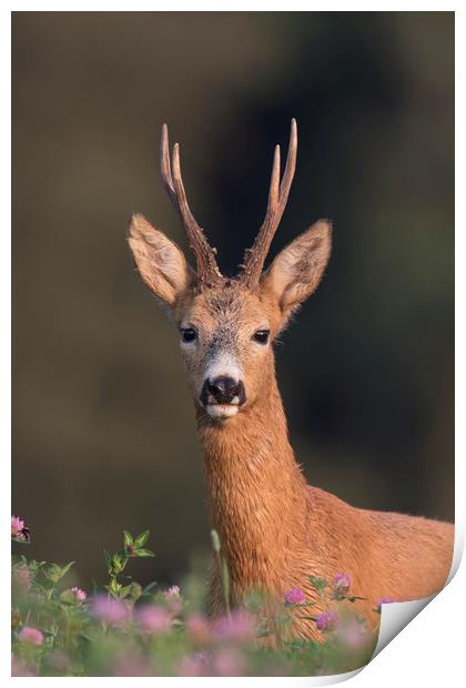 Roe Deer in Clover Field Print by Arterra 