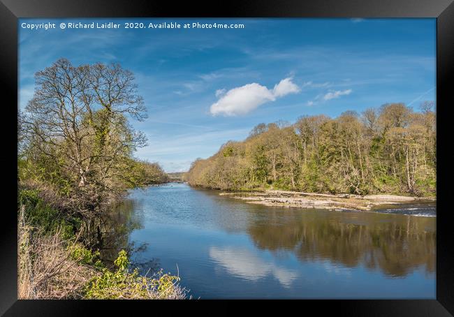The River Tees at Wycliffe in April Sunshine Framed Print by Richard Laidler