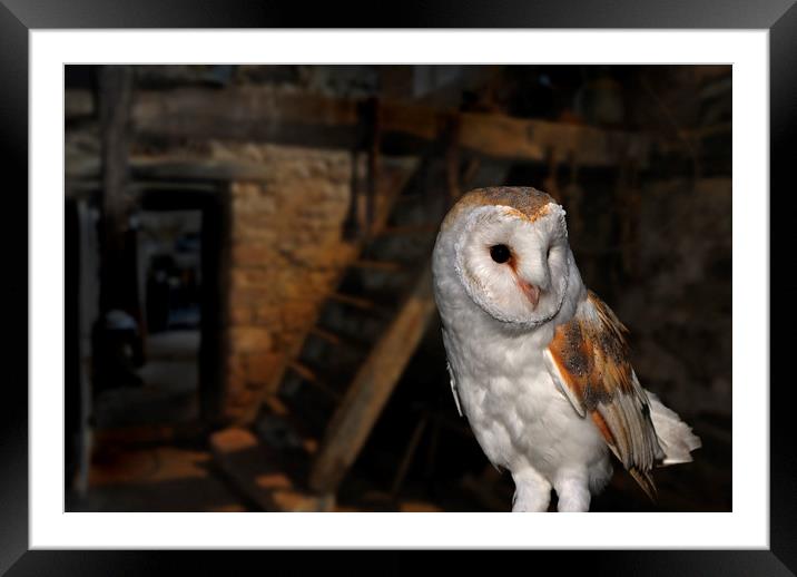 Barn Owl in Shed Framed Mounted Print by Arterra 