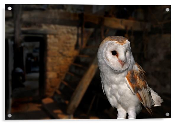 Barn Owl in Shed Acrylic by Arterra 