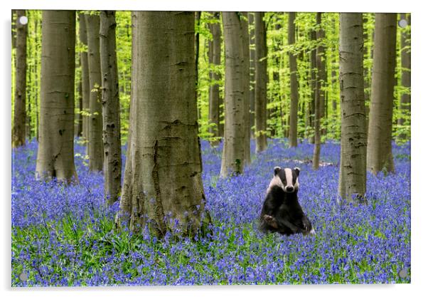 Badger in Bluebell Forest Acrylic by Arterra 