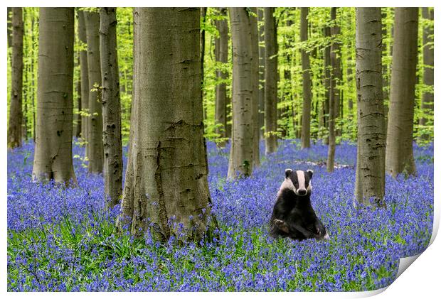 Badger in Bluebell Forest Print by Arterra 