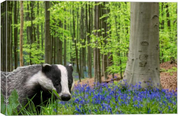 Badger in Spring Forest Canvas Print by Arterra 
