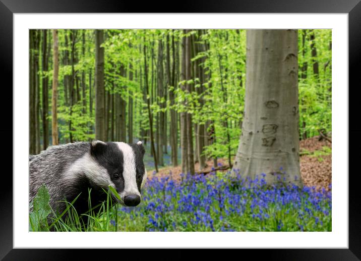 Badger in Spring Forest Framed Mounted Print by Arterra 