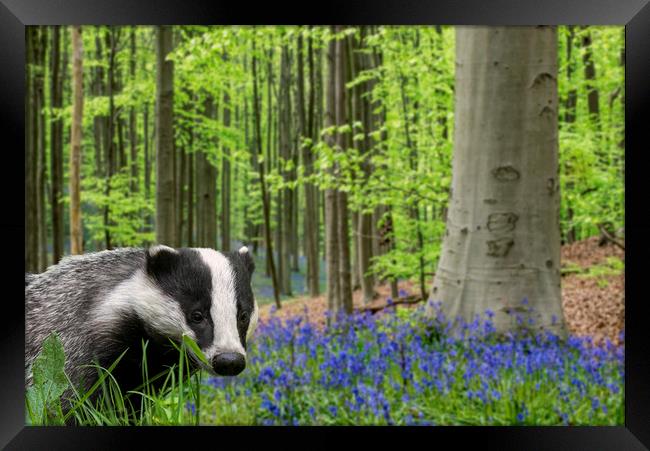 Badger in Spring Forest Framed Print by Arterra 