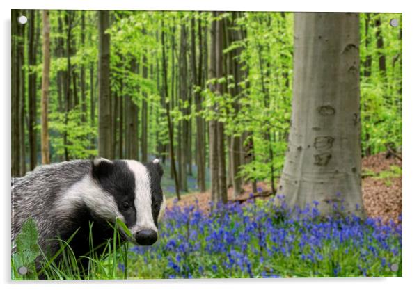 Badger in Spring Forest Acrylic by Arterra 