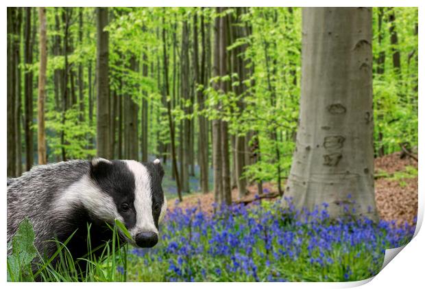 Badger in Spring Forest Print by Arterra 