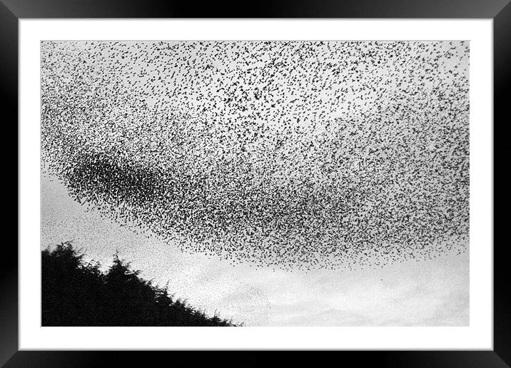 Home to Roost Framed Mounted Print by Wayne Molyneux