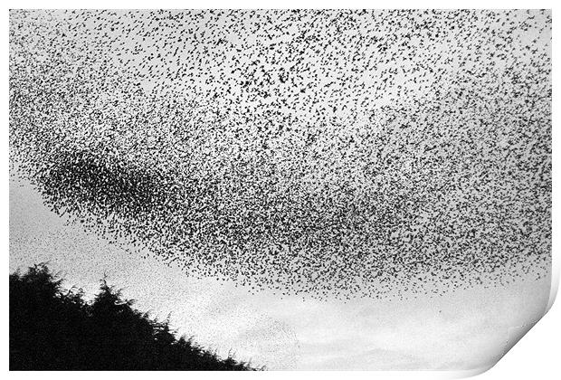 Home to Roost Print by Wayne Molyneux