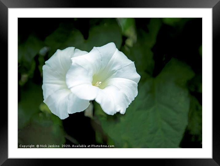 Two White Bindweed Flowers known as Convolvulus Cl Framed Mounted Print by Nick Jenkins