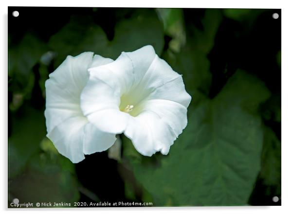 Two White Bindweed Flowers known as Convolvulus Cl Acrylic by Nick Jenkins