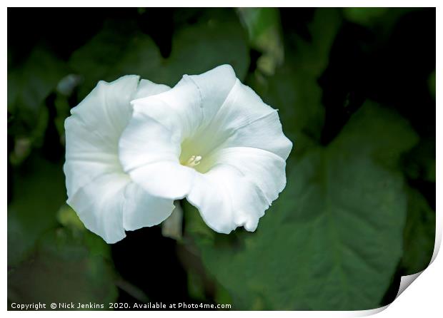 Two White Bindweed Flowers known as Convolvulus Cl Print by Nick Jenkins