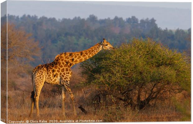 Giraffe in the early morning sun Canvas Print by Chris Rabe