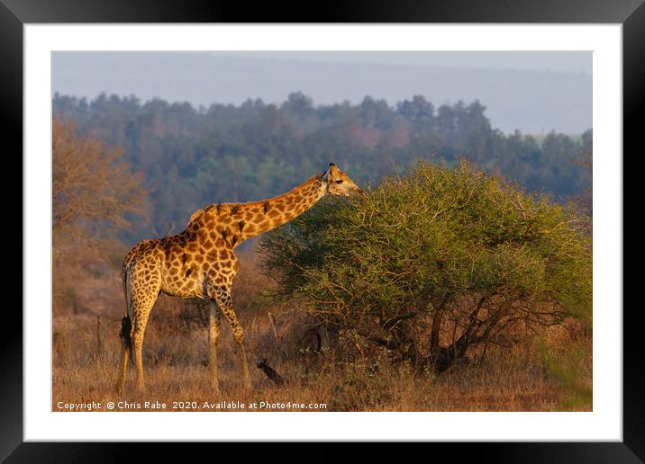 Giraffe in the early morning sun Framed Mounted Print by Chris Rabe