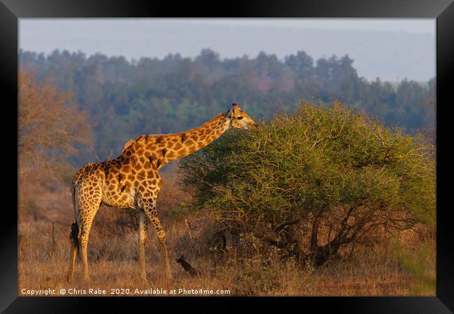 Giraffe in the early morning sun Framed Print by Chris Rabe