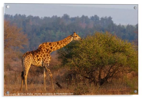 Giraffe in the early morning sun Acrylic by Chris Rabe