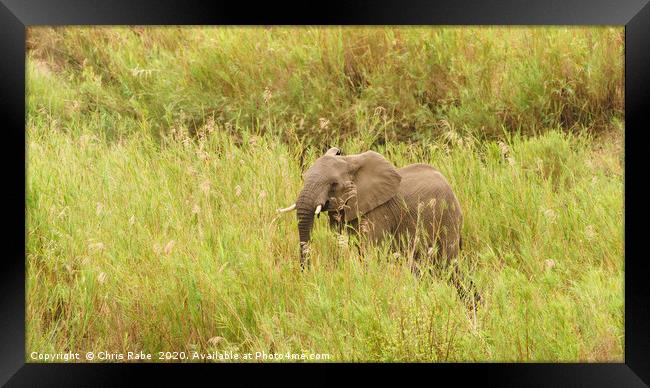African Elephant in long grass Framed Print by Chris Rabe