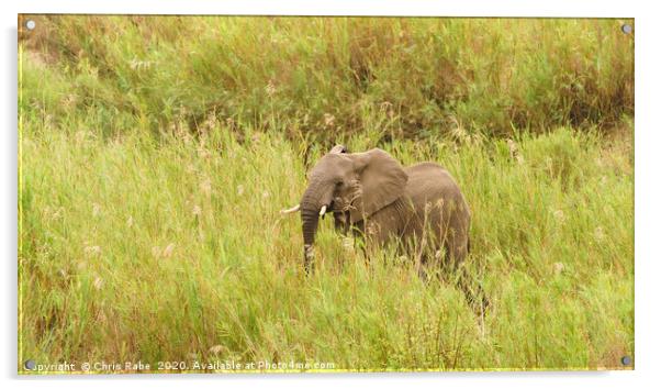 African Elephant in long grass Acrylic by Chris Rabe