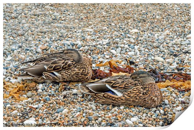 Two Mallards on Lulworth Cove Beach Dorset Print by Nick Jenkins