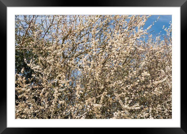 Spring Cheer - Blackthorn Bush in Full Bloom Framed Mounted Print by Richard Laidler