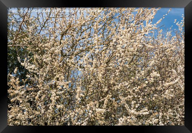 Spring Cheer - Blackthorn Bush in Full Bloom Framed Print by Richard Laidler