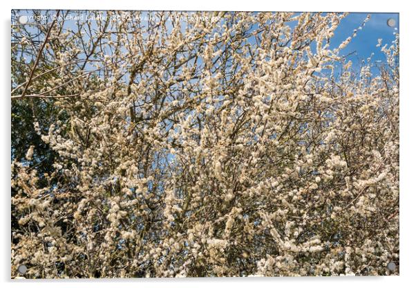 Spring Cheer - Blackthorn Bush in Full Bloom Acrylic by Richard Laidler