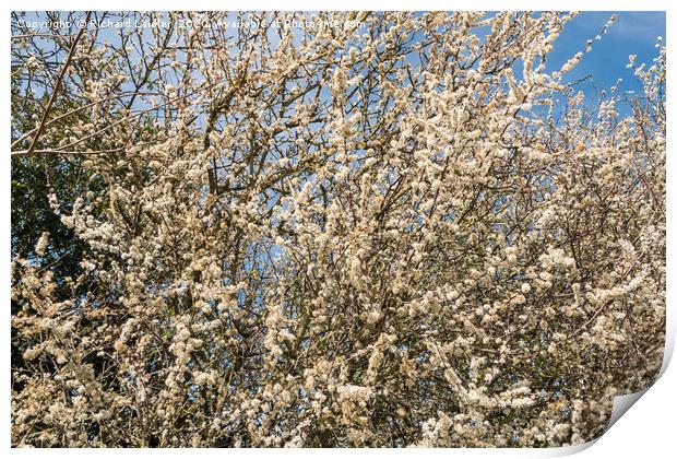 Spring Cheer - Blackthorn Bush in Full Bloom Print by Richard Laidler