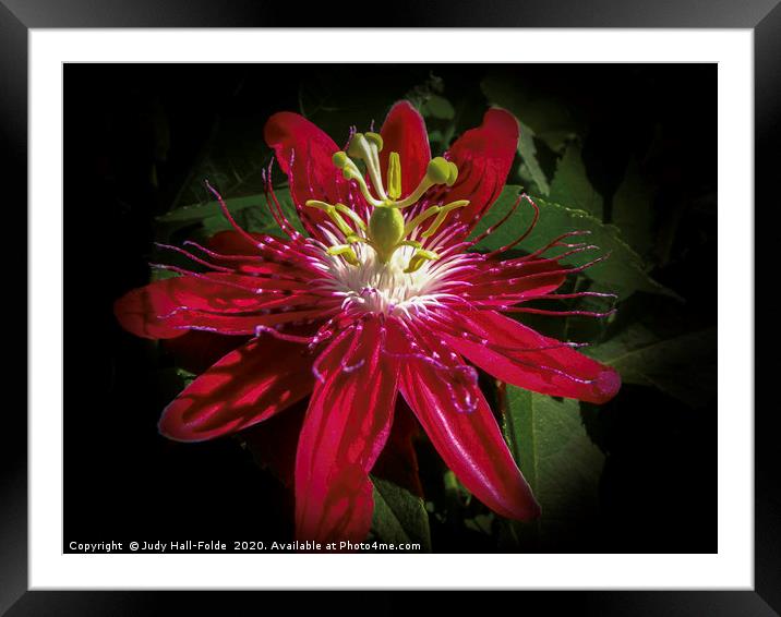Passionate Plumage Framed Mounted Print by Judy Hall-Folde