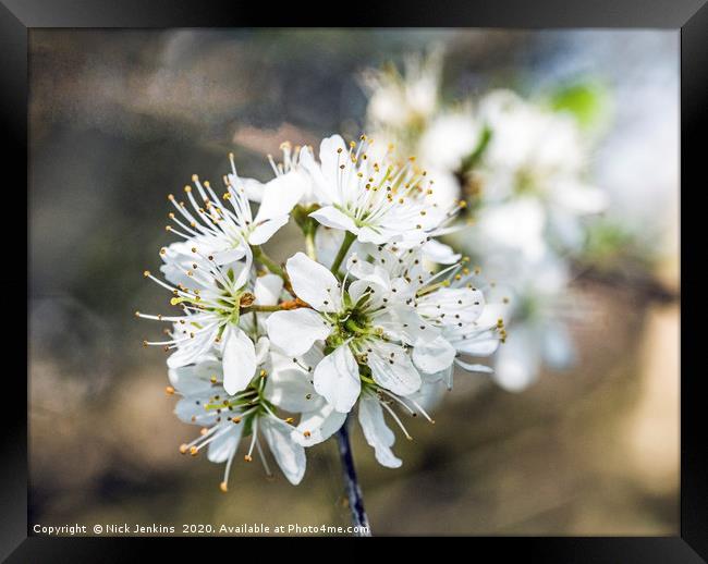Hawthorn Blossom in April Springtime  Close up Framed Print by Nick Jenkins