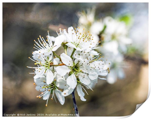 Hawthorn Blossom in April Springtime  Close up Print by Nick Jenkins