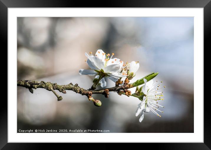 Hawthorn Blossom in Spring Framed Mounted Print by Nick Jenkins