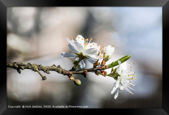 Hawthorn Blossom in Spring Framed Print by Nick Jenkins