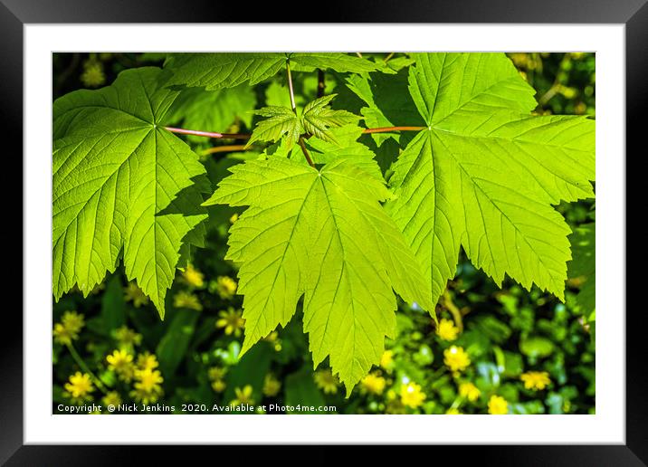 Fresh Green Sycamore Leaves in April Springtime Framed Mounted Print by Nick Jenkins