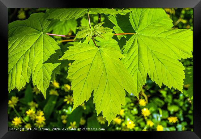 Fresh Green Sycamore Leaves in April Springtime Framed Print by Nick Jenkins
