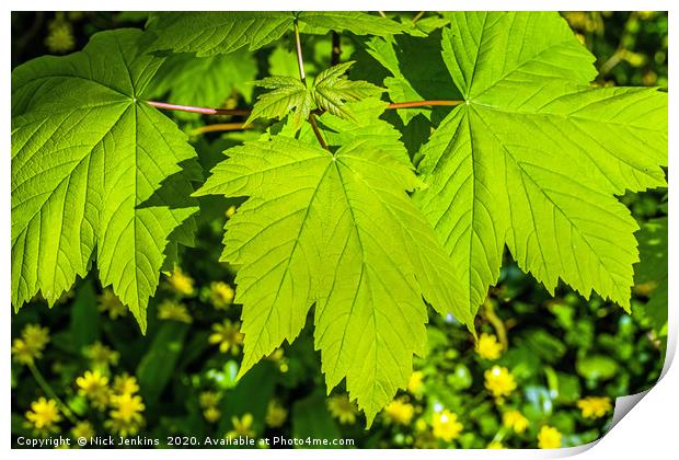 Fresh Green Sycamore Leaves in April Springtime Print by Nick Jenkins