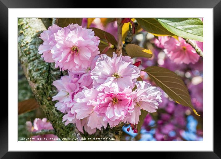 Early Flowering Cherry Blossom Apriol Springtime C Framed Mounted Print by Nick Jenkins