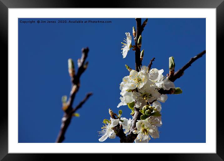 Springtime Plum Blossom Framed Mounted Print by Jim Jones
