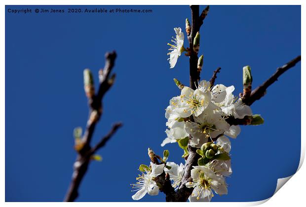 Springtime Plum Blossom Print by Jim Jones
