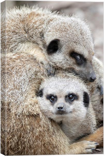 Meerkat Mother's Love Canvas Print by Jonathan Thirkell