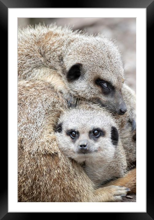Meerkat Mother's Love Framed Mounted Print by Jonathan Thirkell