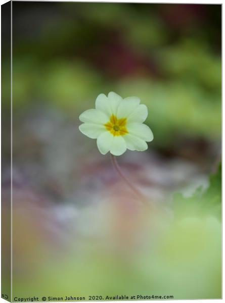 single primrose flower Canvas Print by Simon Johnson