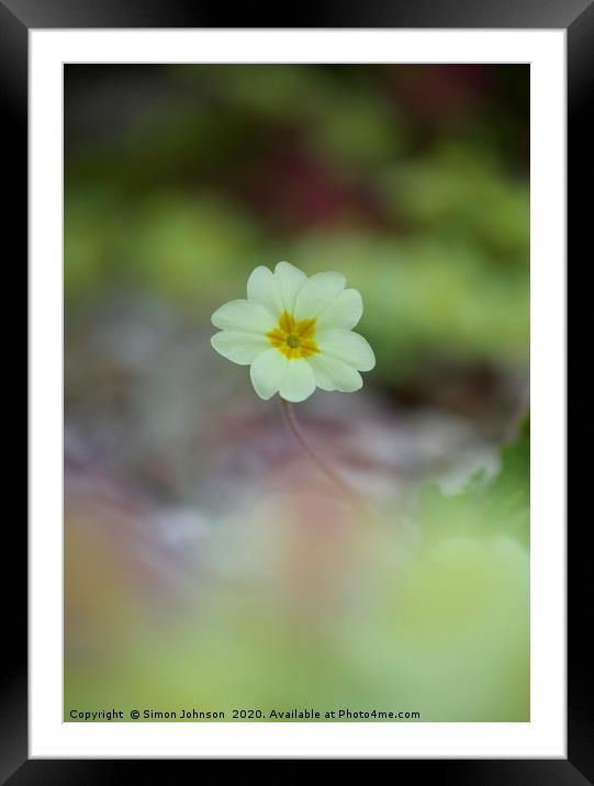 single primrose flower Framed Mounted Print by Simon Johnson
