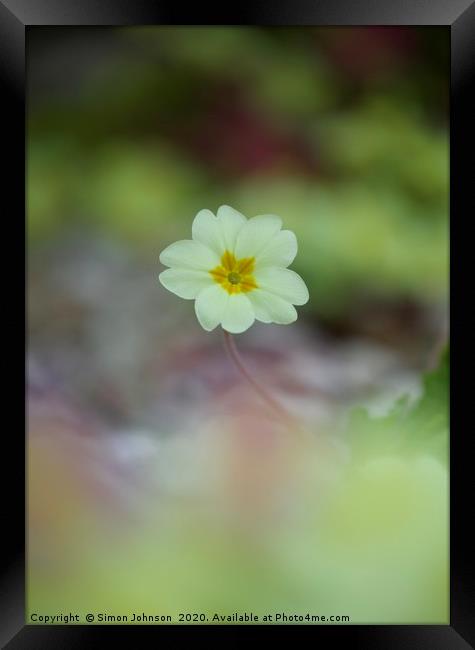 single primrose flower Framed Print by Simon Johnson