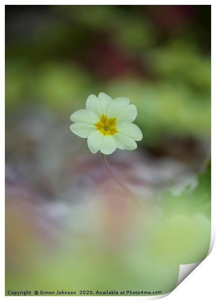 single primrose flower Print by Simon Johnson