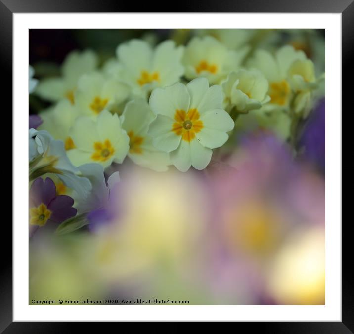 Primrose colour Framed Mounted Print by Simon Johnson