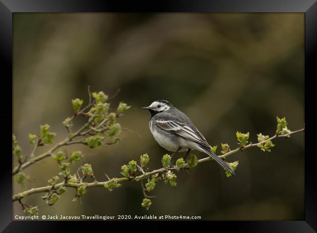 Pied Wagtail Framed Print by Jack Jacovou Travellingjour