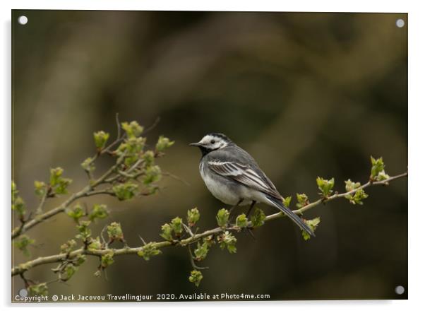 Pied Wagtail Acrylic by Jack Jacovou Travellingjour