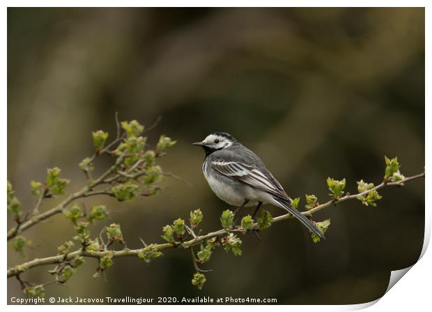 Pied Wagtail Print by Jack Jacovou Travellingjour
